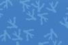 Blue Corals